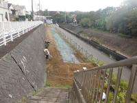 シロツメクサの播種8