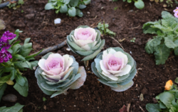 ハボタンの写真