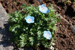 ネモフィラの写真