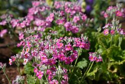 サクラソウの写真