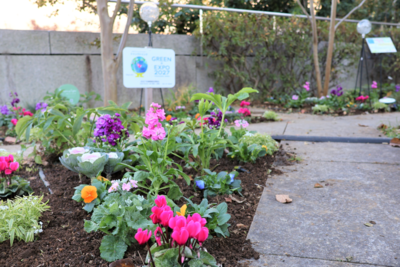 秋の植替え後の花壇