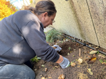 植替え中の写真