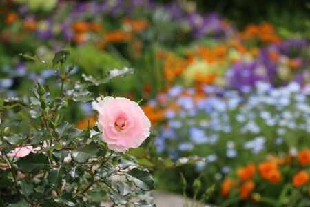 つづき彩りガーデンのバラ