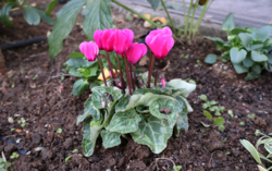 ガーデンシクラメンの写真