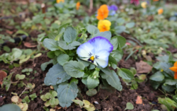 パンジー（ブルー）の写真