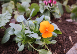 パンジー（オレンジ）の写真