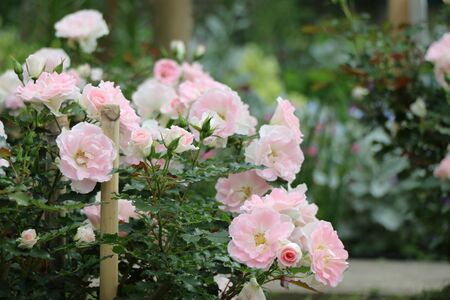 ローザつづきくの写真