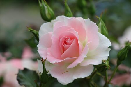 ローザつづきくの写真２