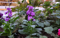 ストックの写真