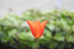 チューリップの社員