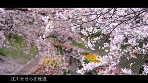 江川潺潺水聲城市公園的櫻花