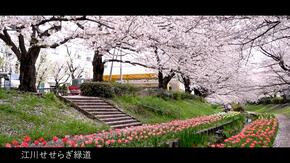 江川潺潺水聲城市公園的櫻花和鬱金香