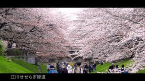 Những người đến ngắm hoa anh đào và hoa anh đào dọc theo Đường xanh Egawa Seseragi