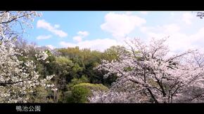 가모이케 공원의 벚꽃