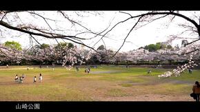 Quảng trường và hoa anh đào ở công viên Yamazaki
