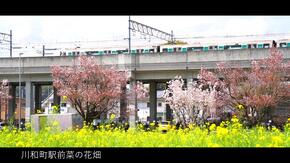 유채꽃과 벚꽃과 시영 지하철 그린 라인