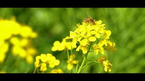 hoa hiếp dâm và ong