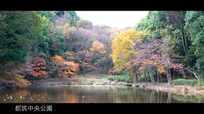 쓰즈키 중앙 공원의 연못과 단풍