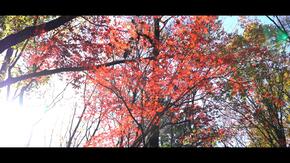 Lá mùa thu ở công viên trung tâm Tsuzuki