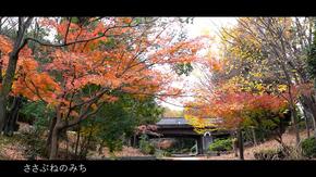Con đường Sasabune và những chiếc lá mùa thu